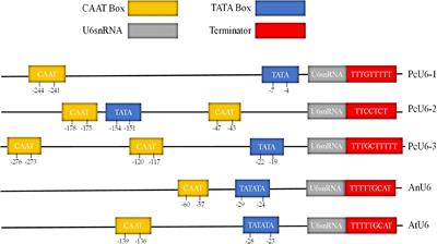 Genome editing in the edible fungus Poria cocos using CRISPR-Cas9 system integrating genome-wide off-target prediction and detection